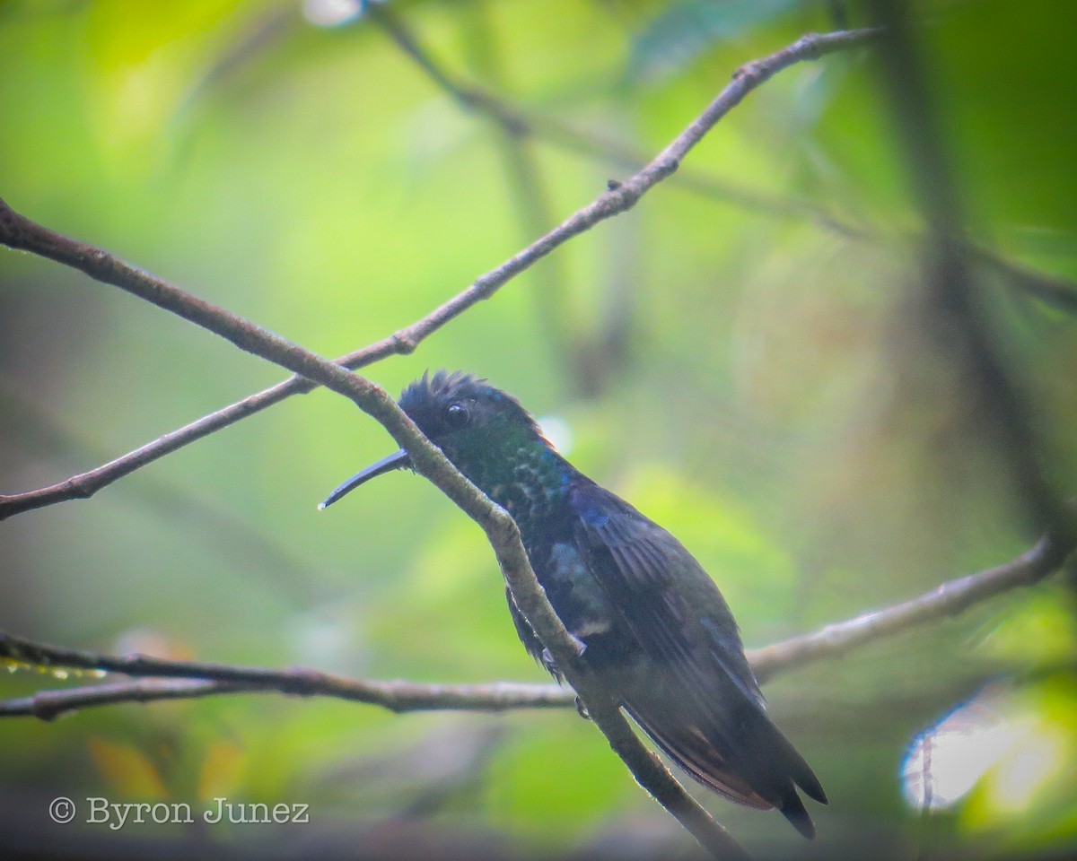 Crowned Woodnymph - ML644232145