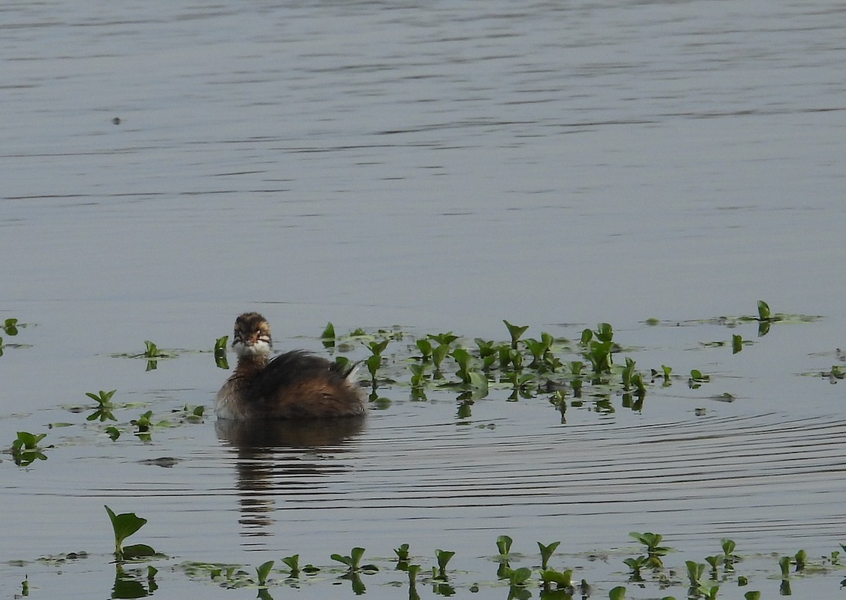 White-tufted Grebe - ML644232152