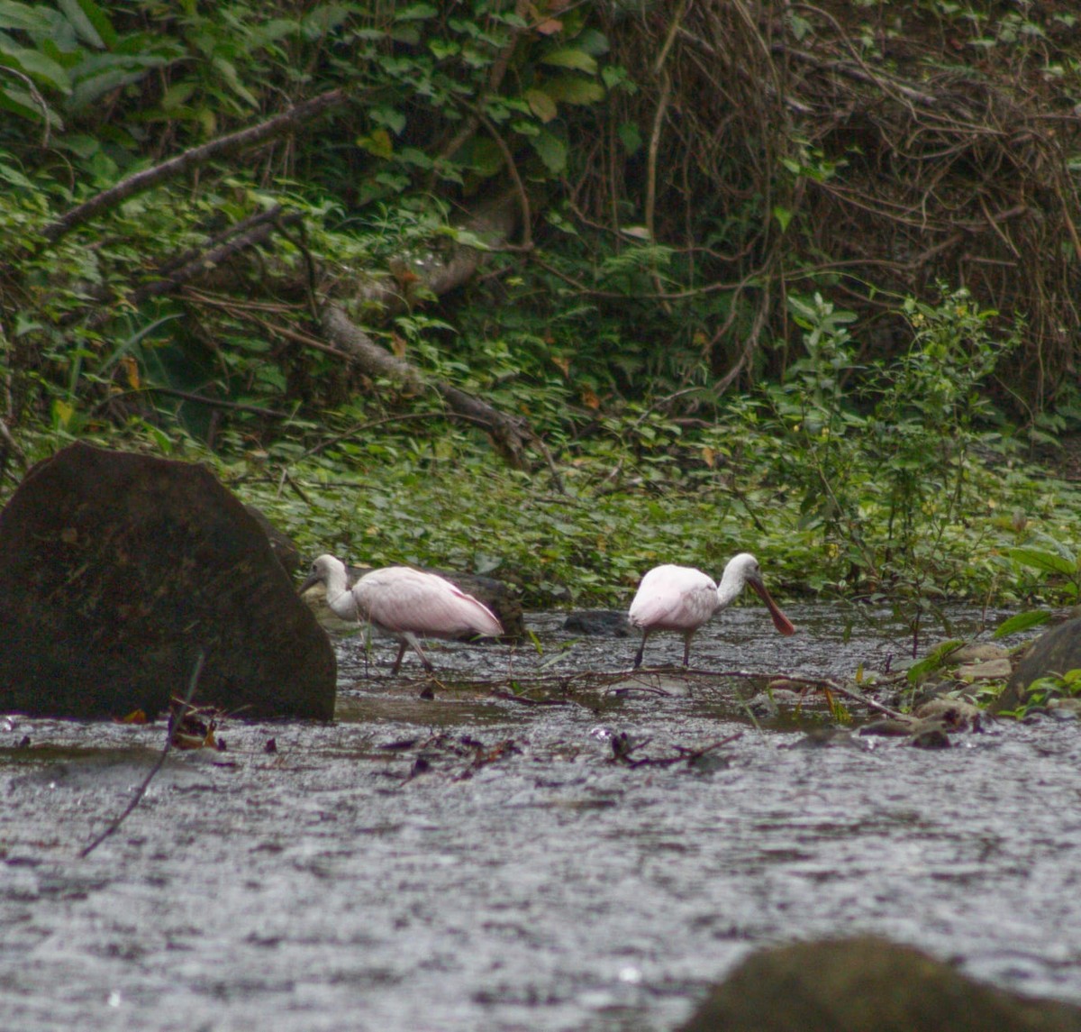 Roseate Spoonbill - ML644232157