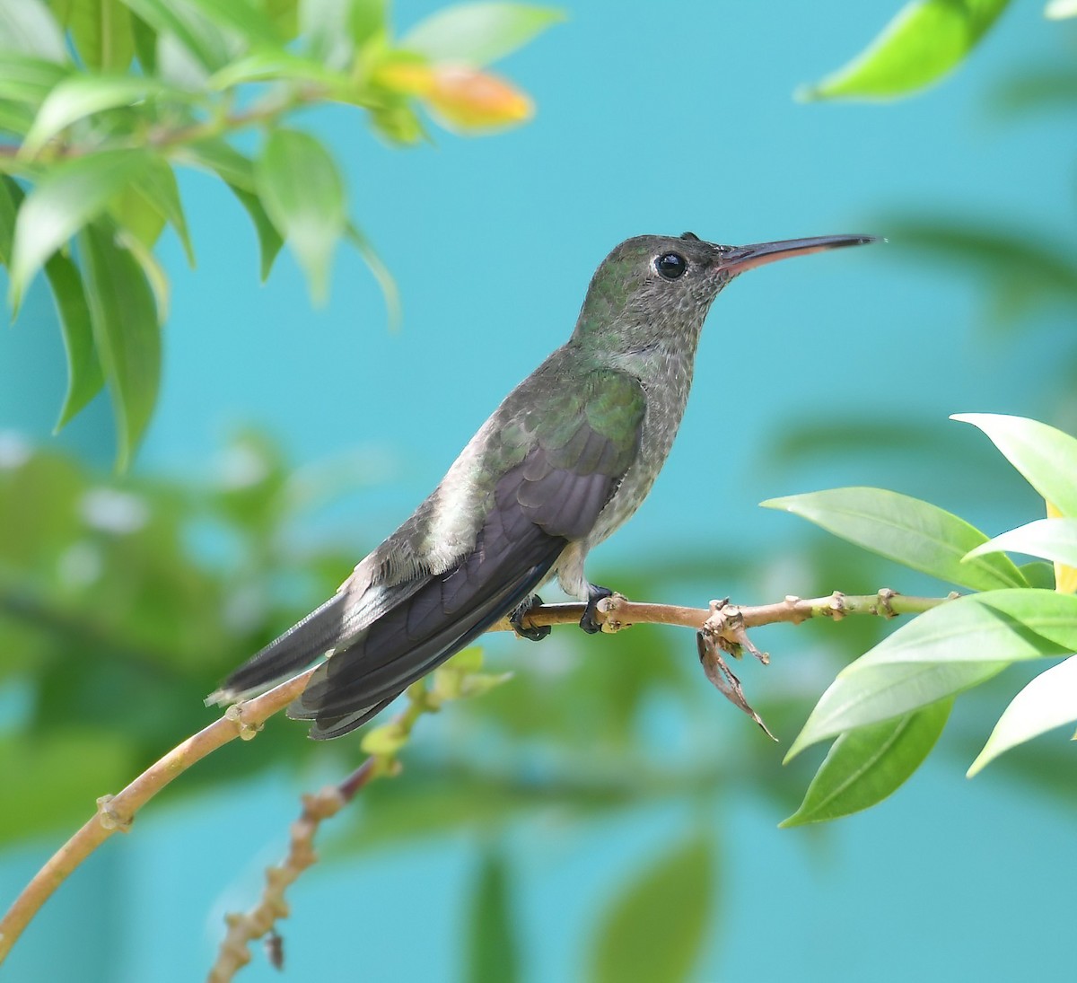Scaly-breasted Hummingbird - ML644232166