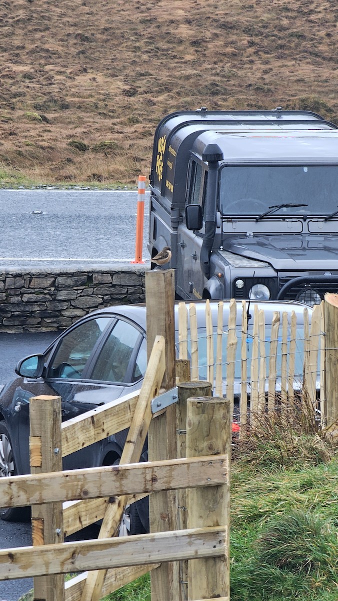 European Stonechat - ML644232168