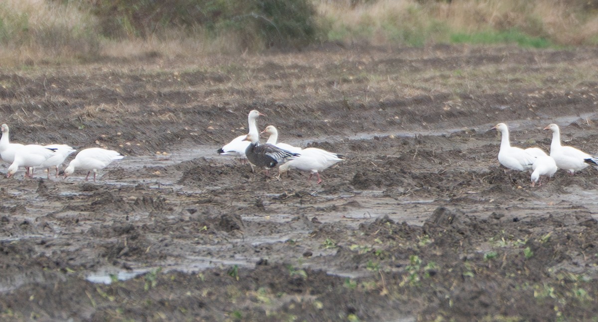 Snow Goose - ML644232174