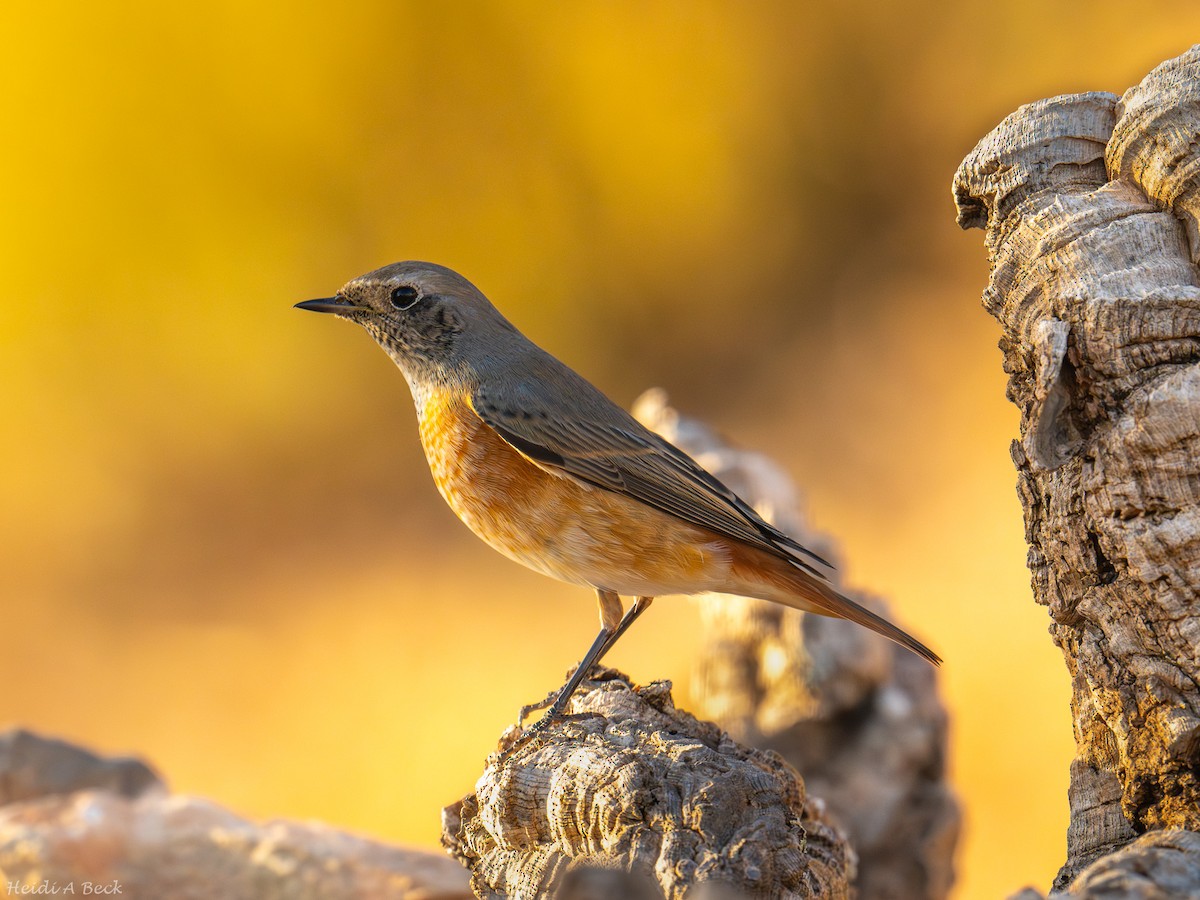 Эгэл гал сүүлт - ML644232177