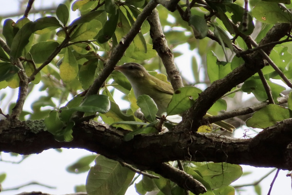Yellow-green Vireo - ML644232184