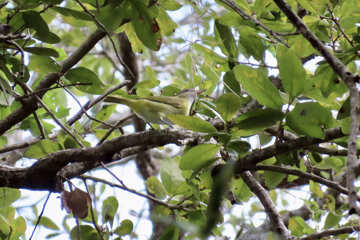 Yellow-green Vireo - ML644232185