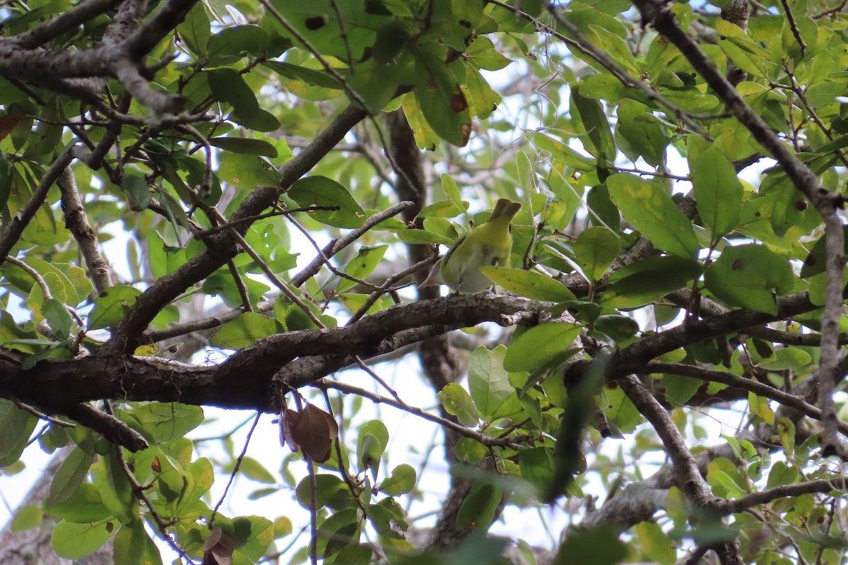 Yellow-green Vireo - ML644232186