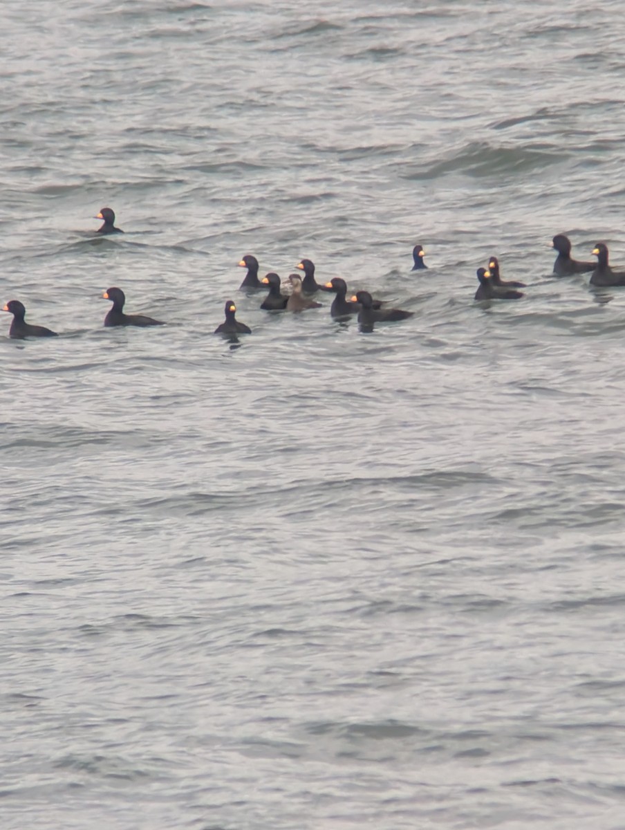 Black Scoter - ML644232196