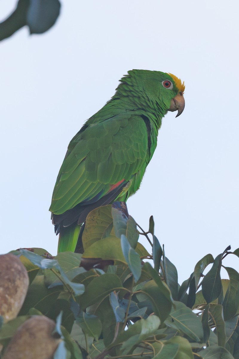 Amazone à front jaune - ML644232202