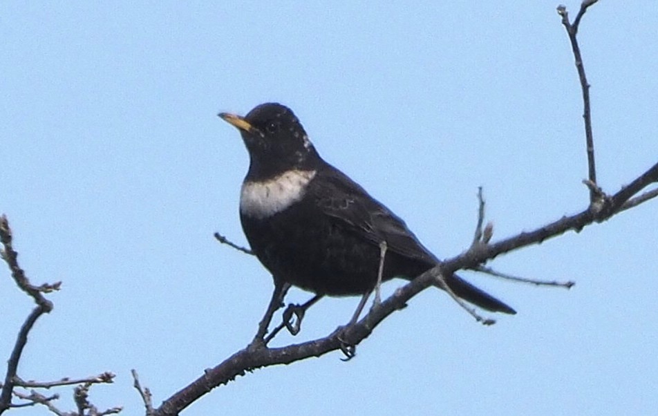 Merlo dal collare - ML644232210