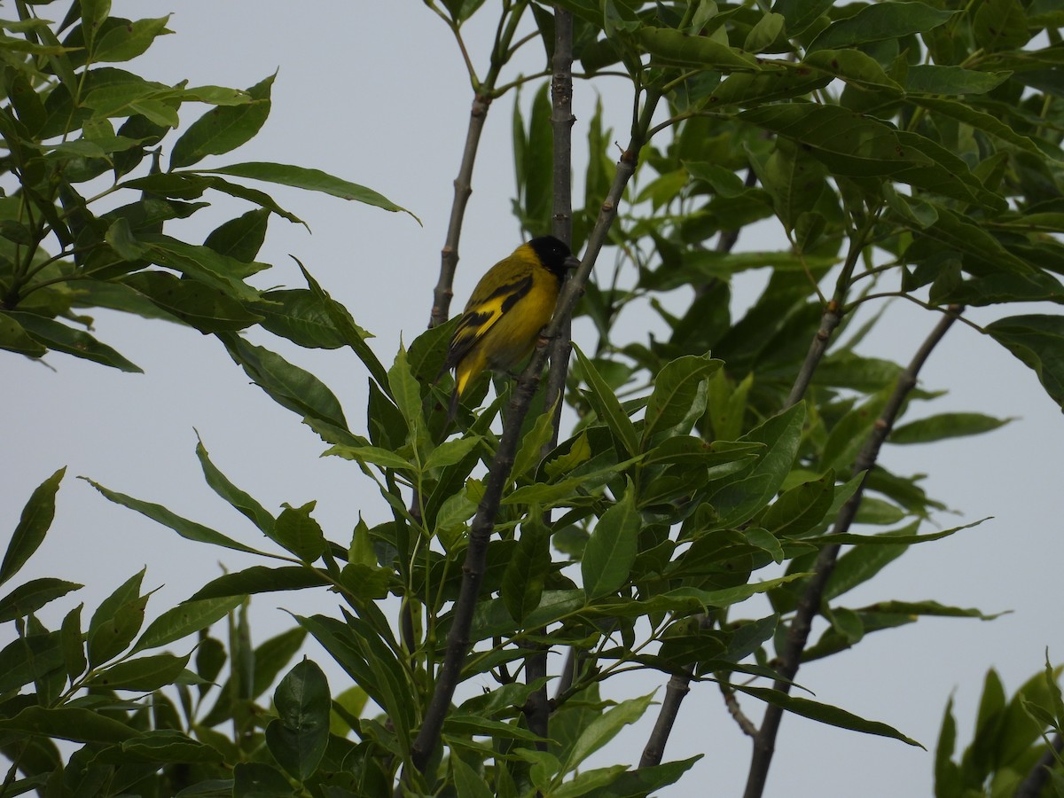 Hooded Siskin - ML644232217