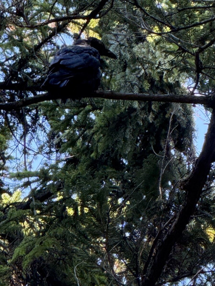 Grand Corbeau - ML644232227