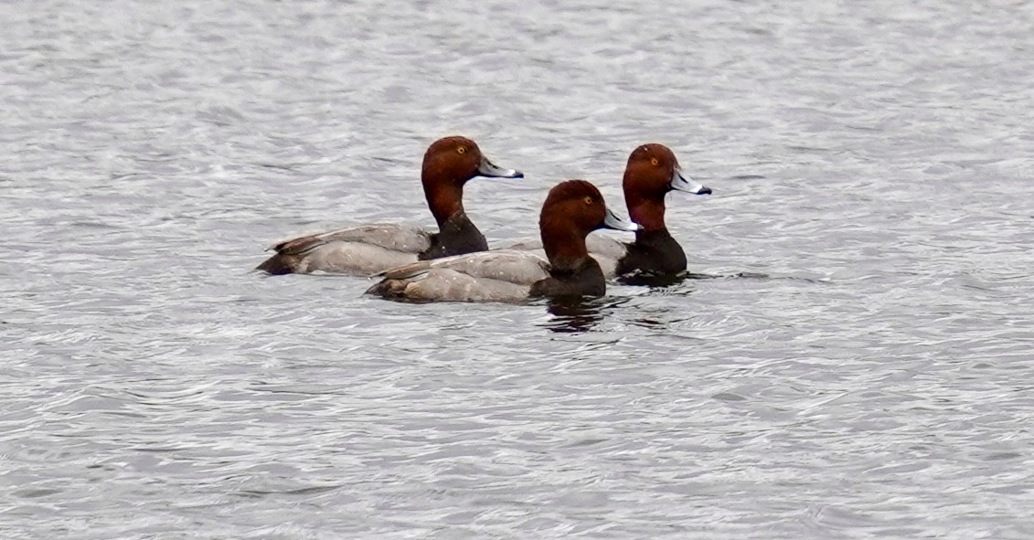 Fuligule à tête rouge - ML644232232