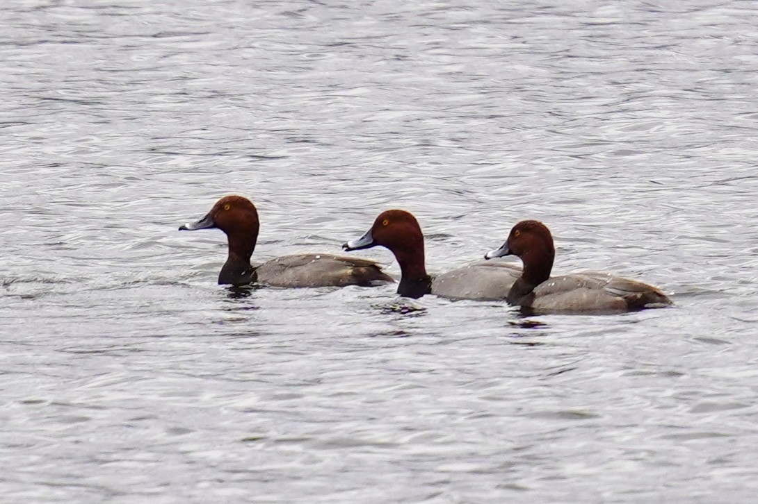 Fuligule à tête rouge - ML644232233