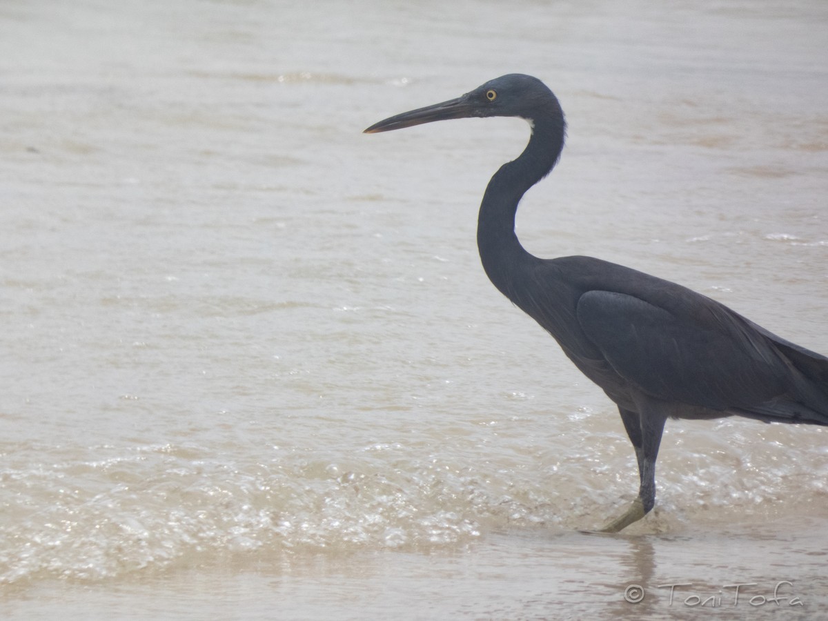 Pacific Reef-Heron - ML644232243