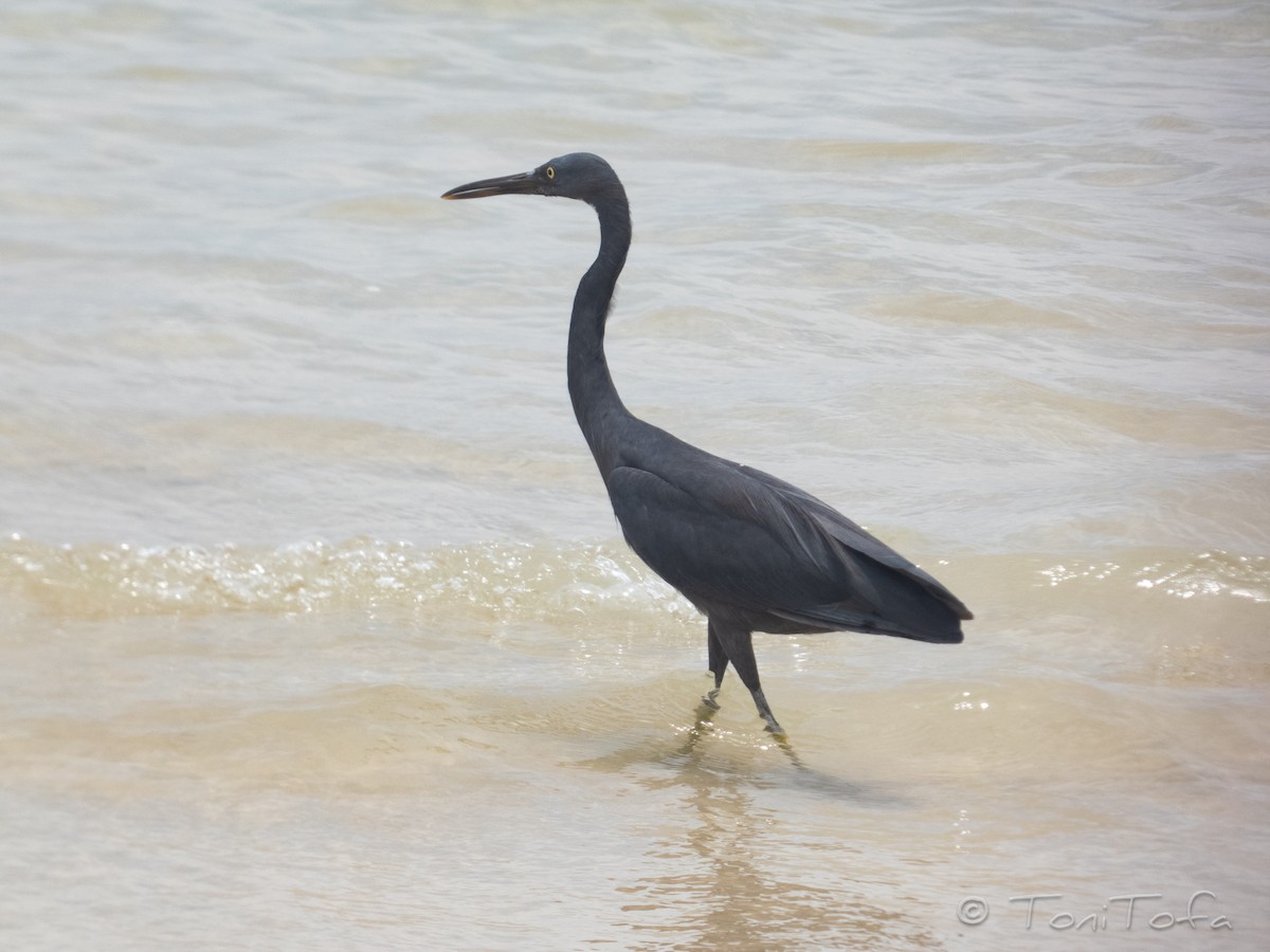 Pacific Reef-Heron - ML644232244
