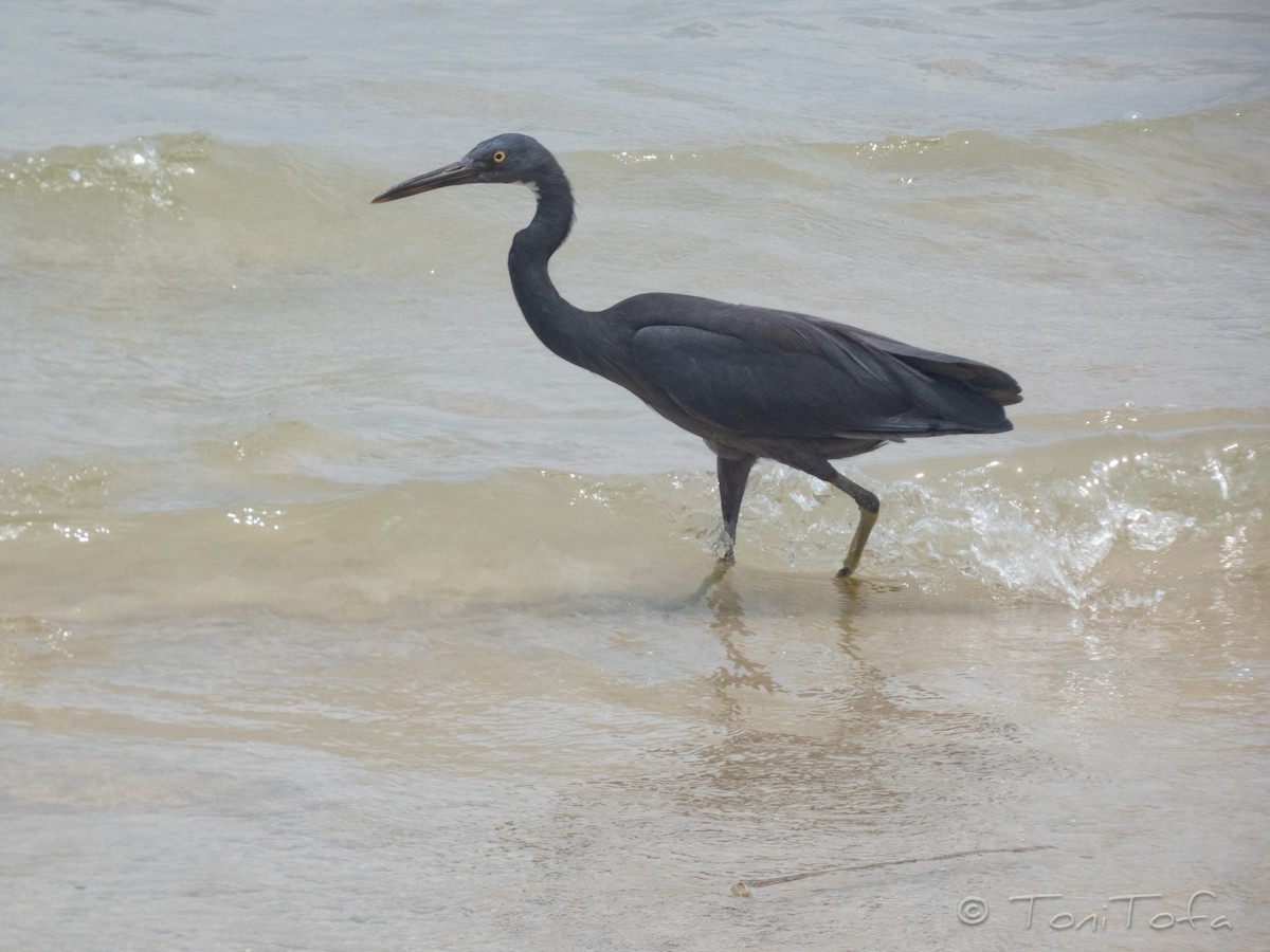 Pacific Reef-Heron - ML644232246