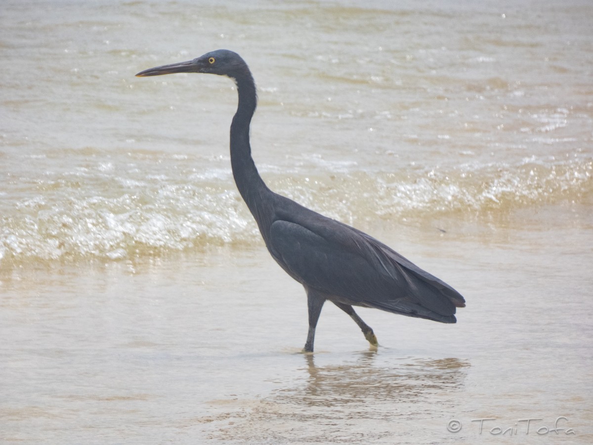 Pacific Reef-Heron - ML644232247