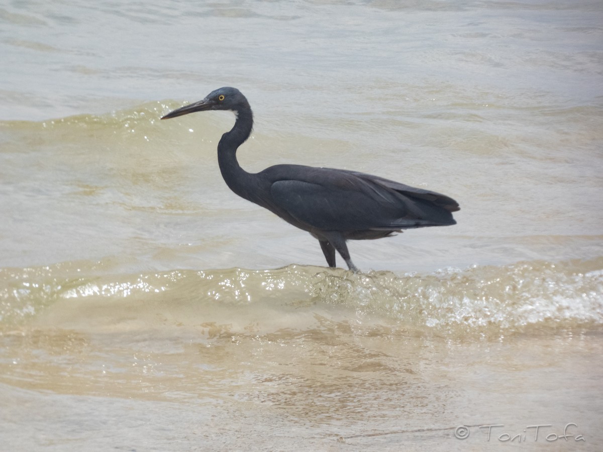 Pacific Reef-Heron - ML644232248