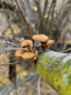 Borden Beck Wildlife Preserve, Deschutes, Oregon, United States - eBird ...