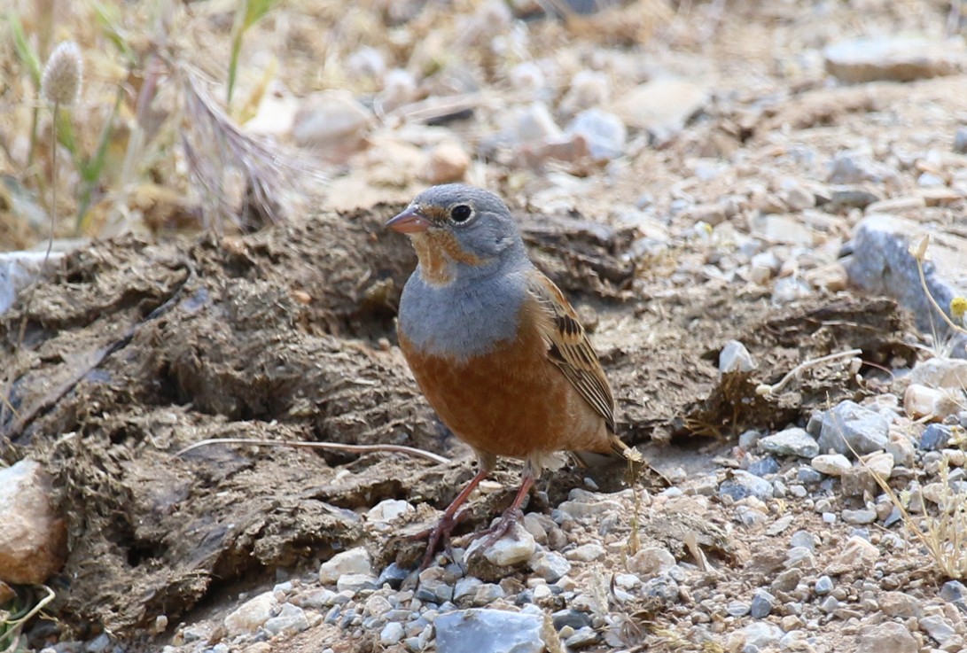 Овсянка Крешмара - ML644232258