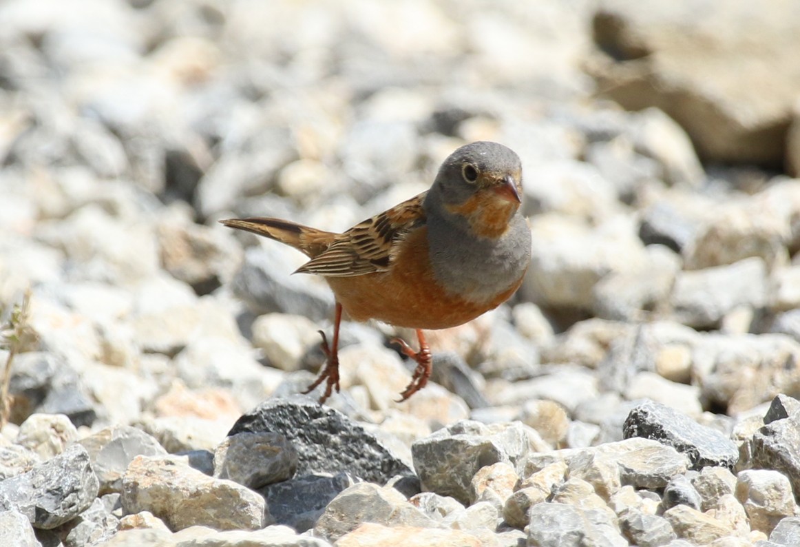 Овсянка Крешмара - ML644232259