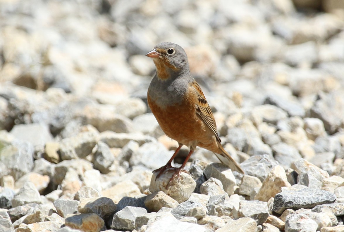 Овсянка Крешмара - ML644232260