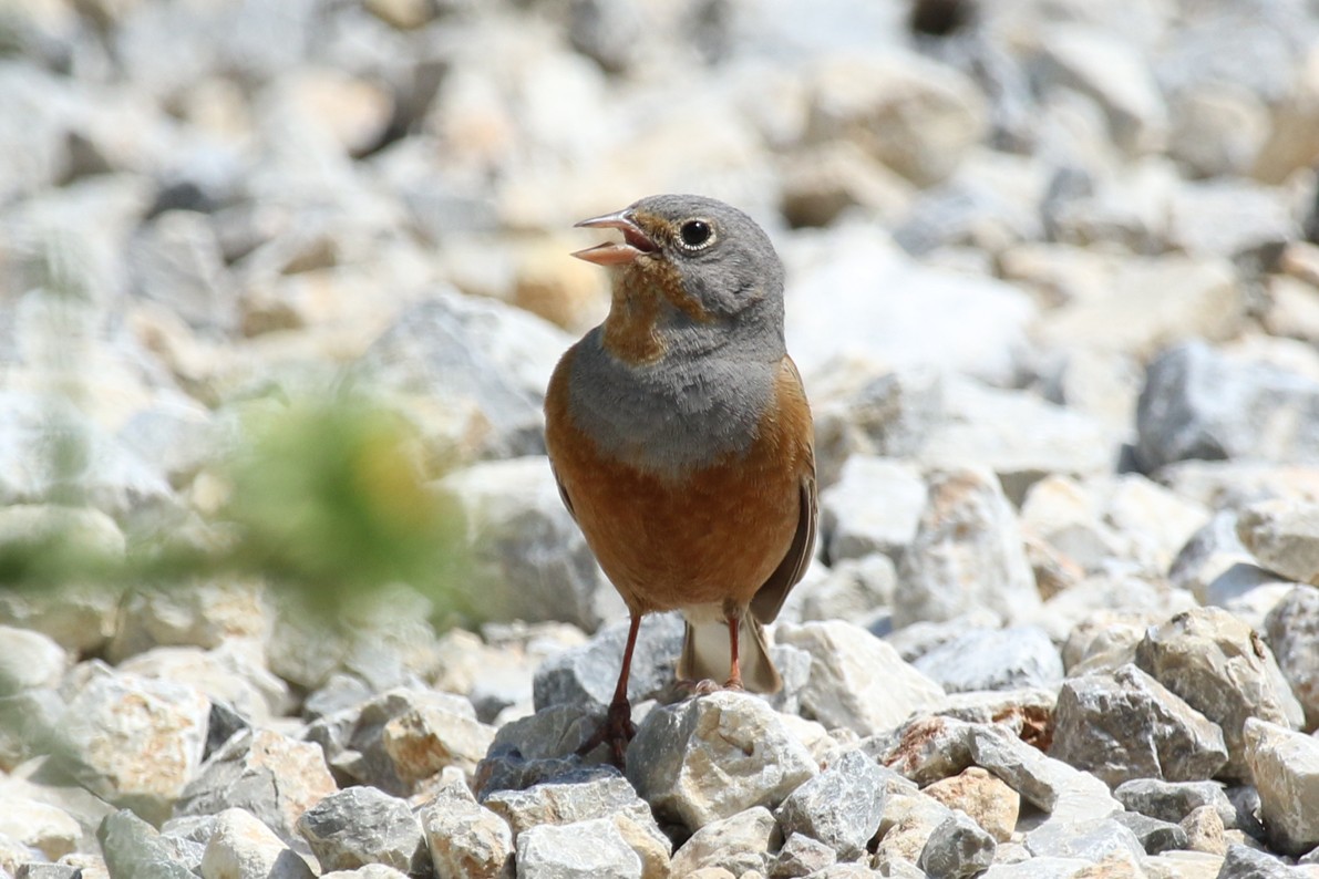 Овсянка Крешмара - ML644232261