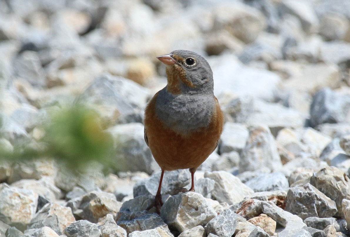 Овсянка Крешмара - ML644232262