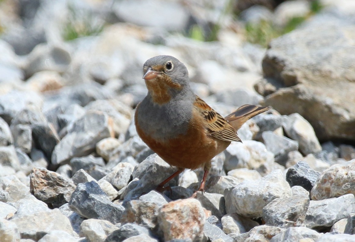 Овсянка Крешмара - ML644232263