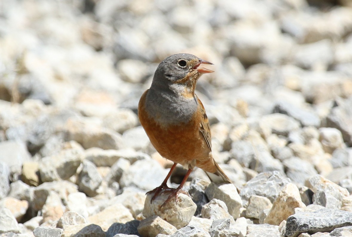 Овсянка Крешмара - ML644232264