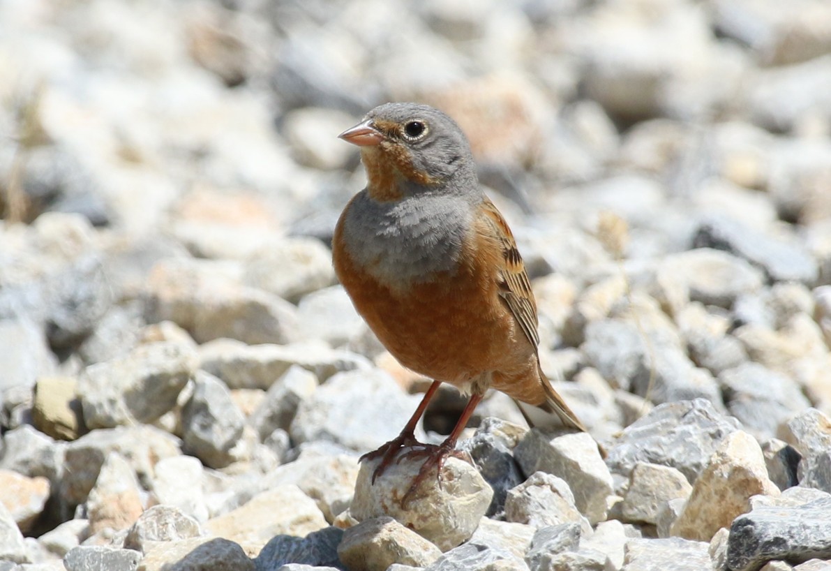 Овсянка Крешмара - ML644232265