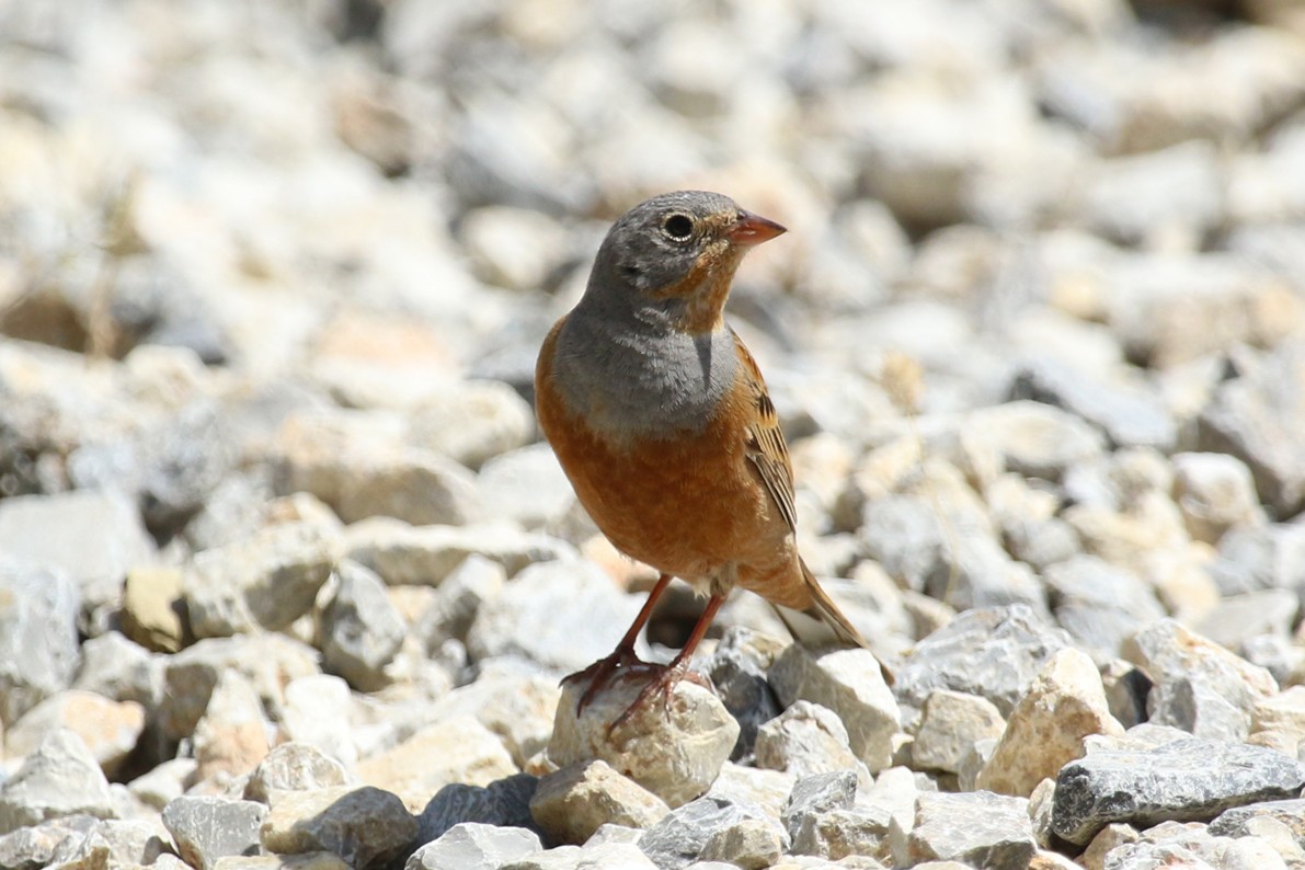 Овсянка Крешмара - ML644232266