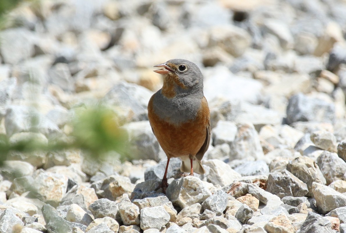 Овсянка Крешмара - ML644232267