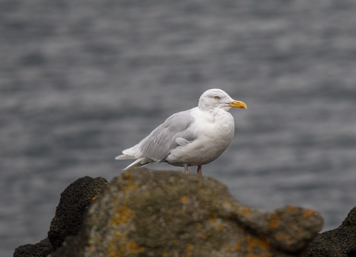 Ipar-kaioa - ML644232268