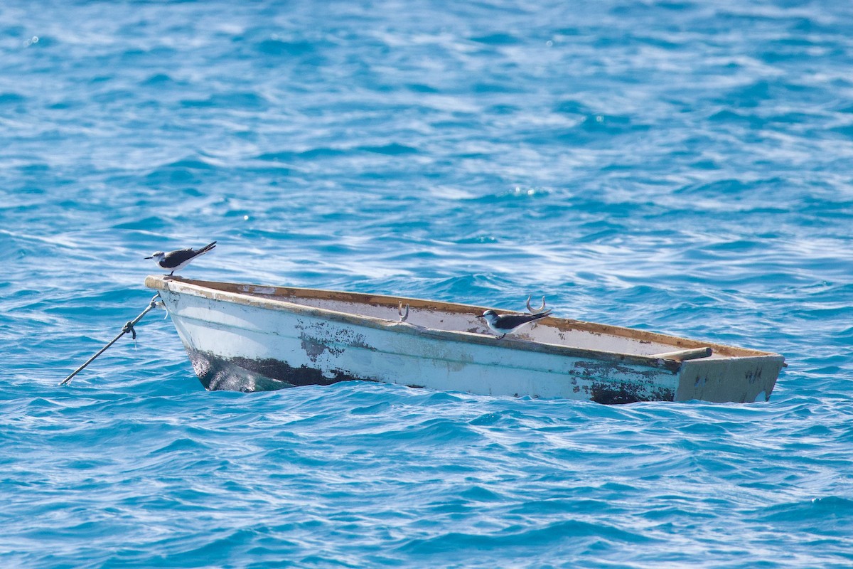 Sterne bridée - ML644232278