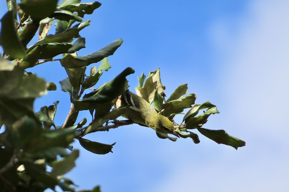 Bay-breasted Warbler - ML644232282