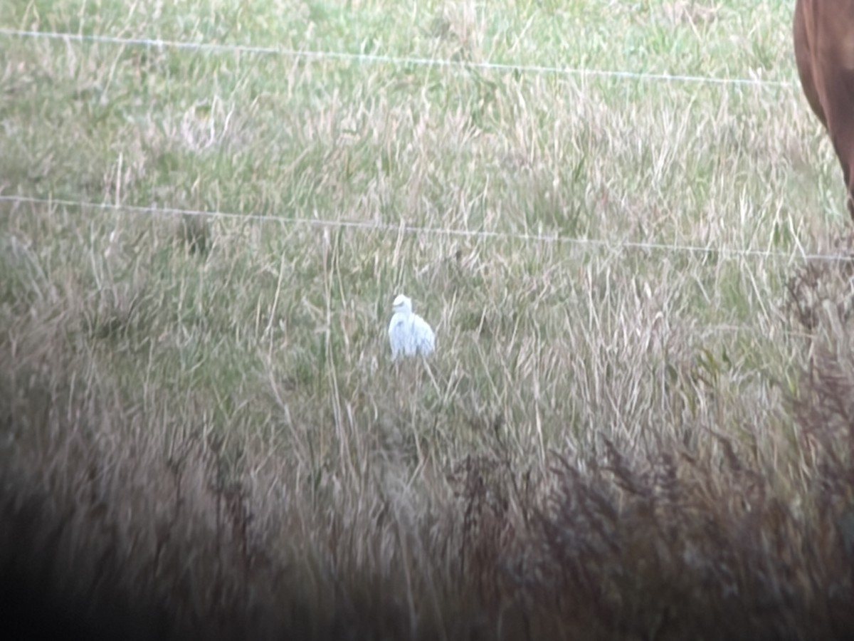 Western Cattle-Egret - ML644232297