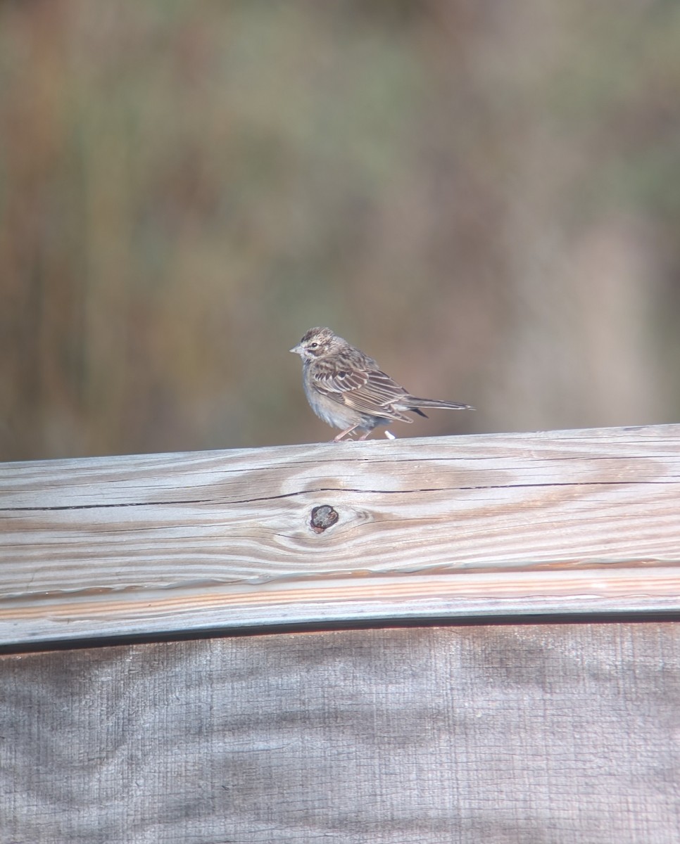 Lark Sparrow - ML644232300