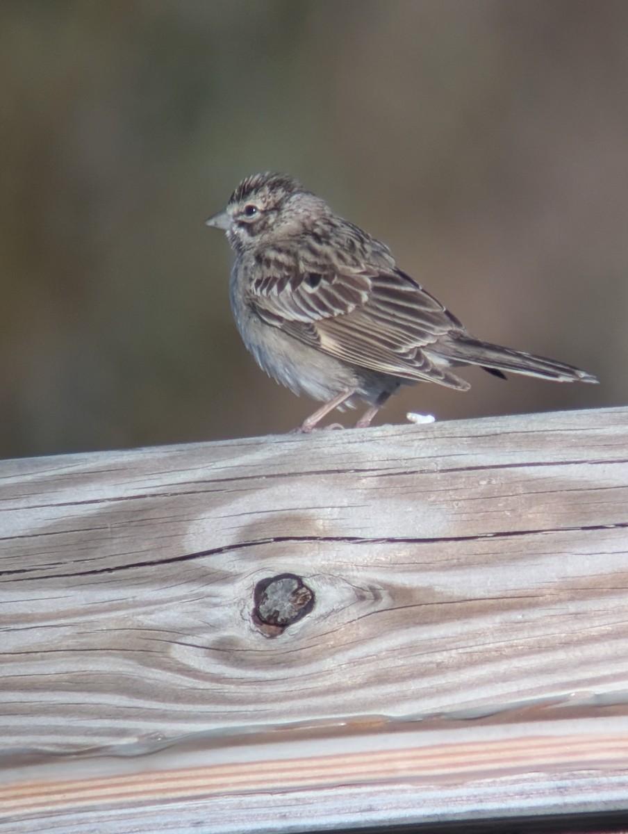 Lark Sparrow - ML644232301
