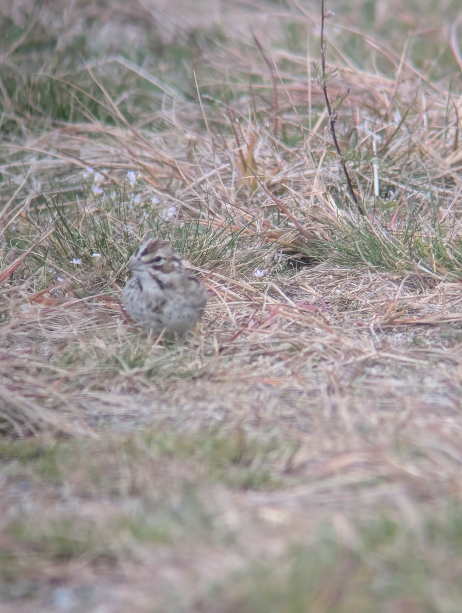 Lark Sparrow - ML644232302
