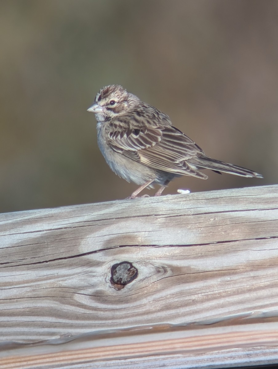 Lark Sparrow - ML644232303