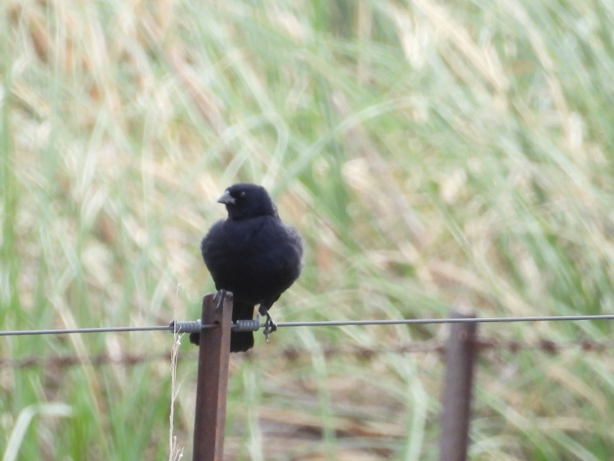 Screaming Cowbird - ML644232334