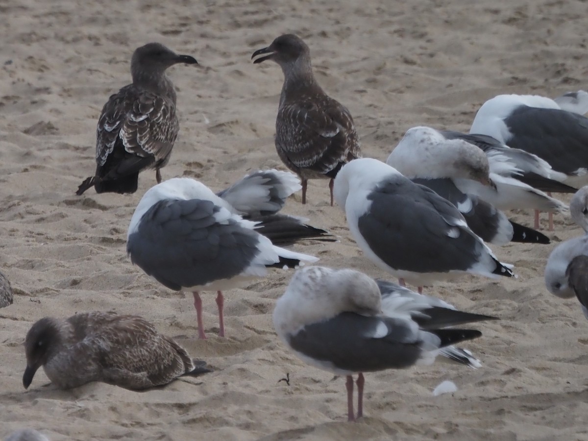 Western Gull - ML644232353