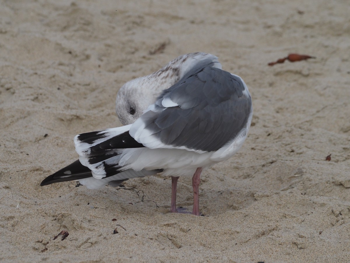 Western Gull - ML644232354