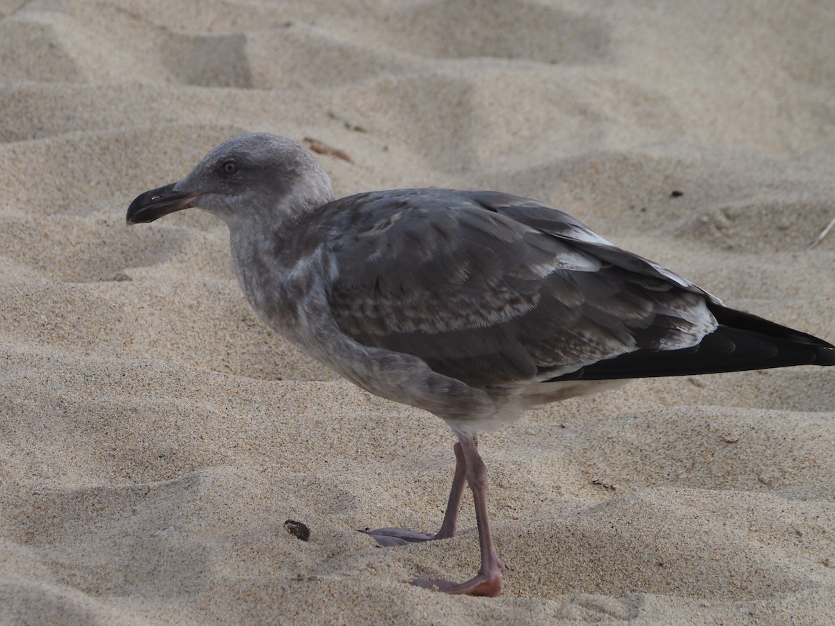 Western Gull - ML644232356