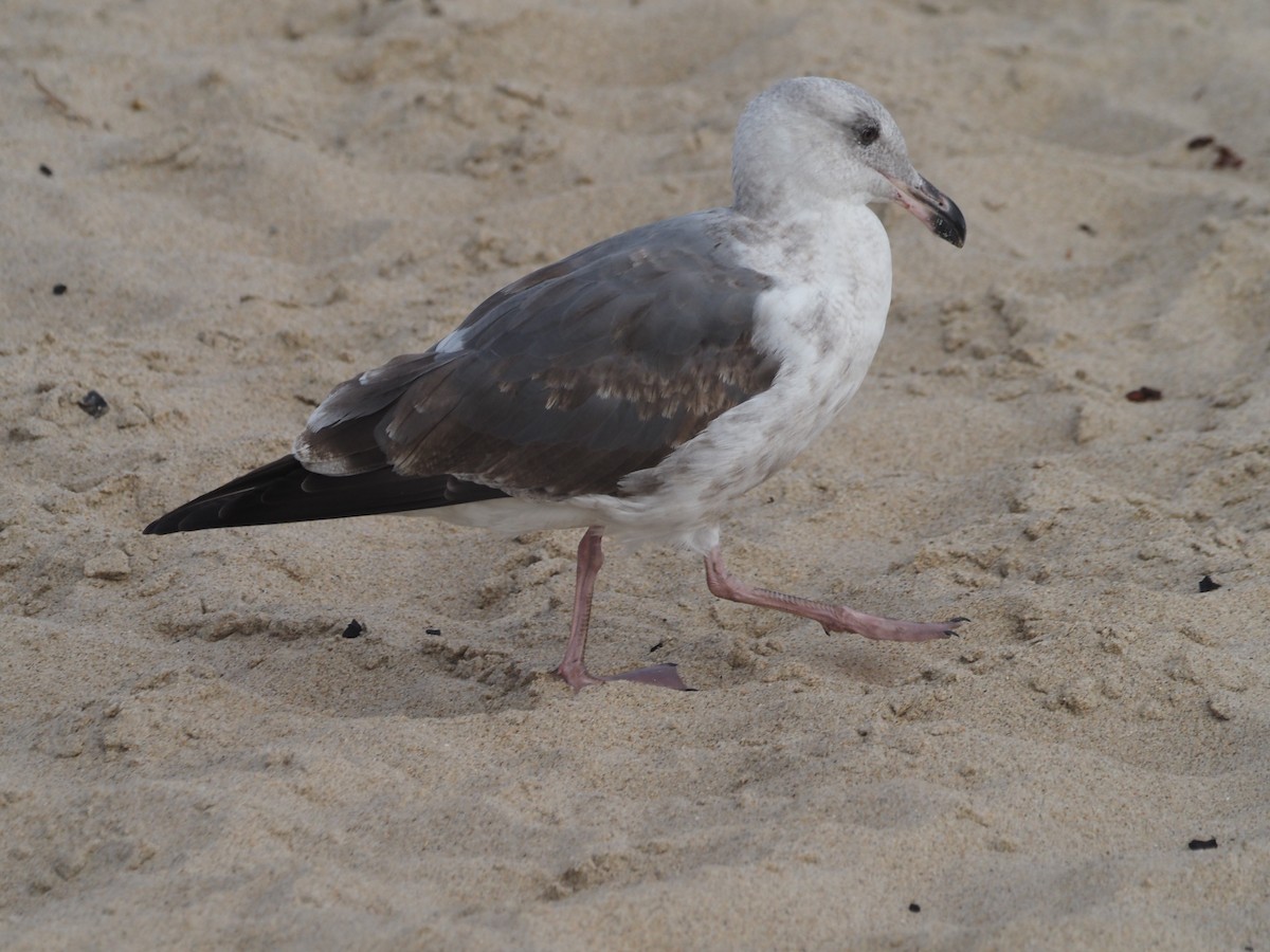 Western Gull - ML644232357