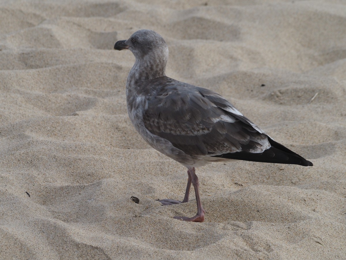 Western Gull - ML644232358