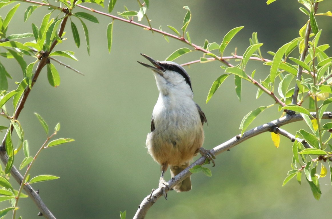 Sittelle de Neumayer - ML644232364