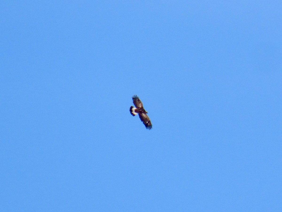 Águila Real - ML644232378