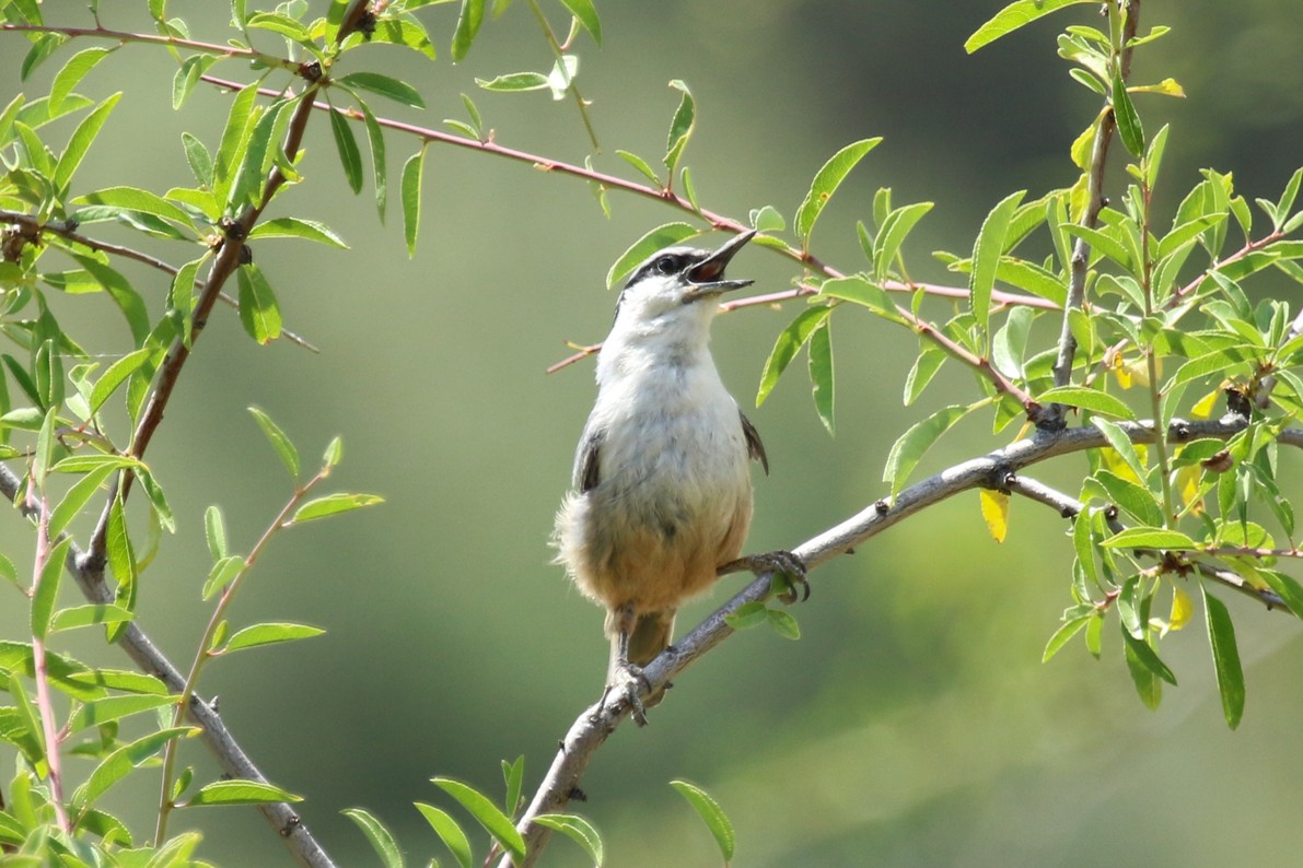 Sittelle de Neumayer - ML644232379